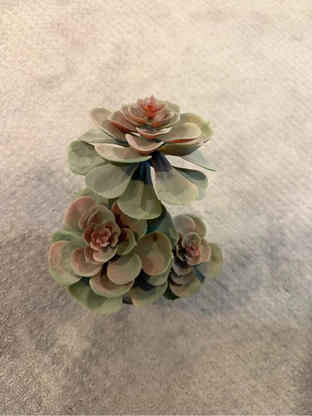 Artificial Succulent Plant